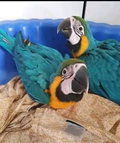 blue Macau parrot chicks for sale 0336/5077/195