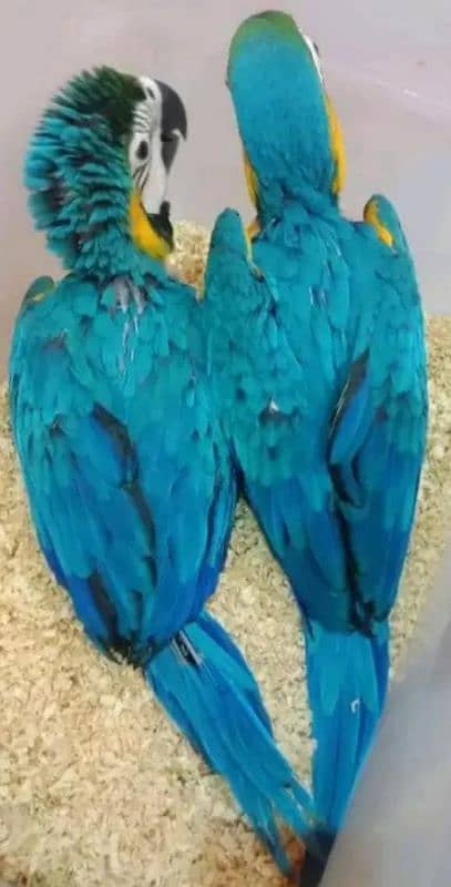 blue Macau parrot chicks for sale 0336/5077/195 1