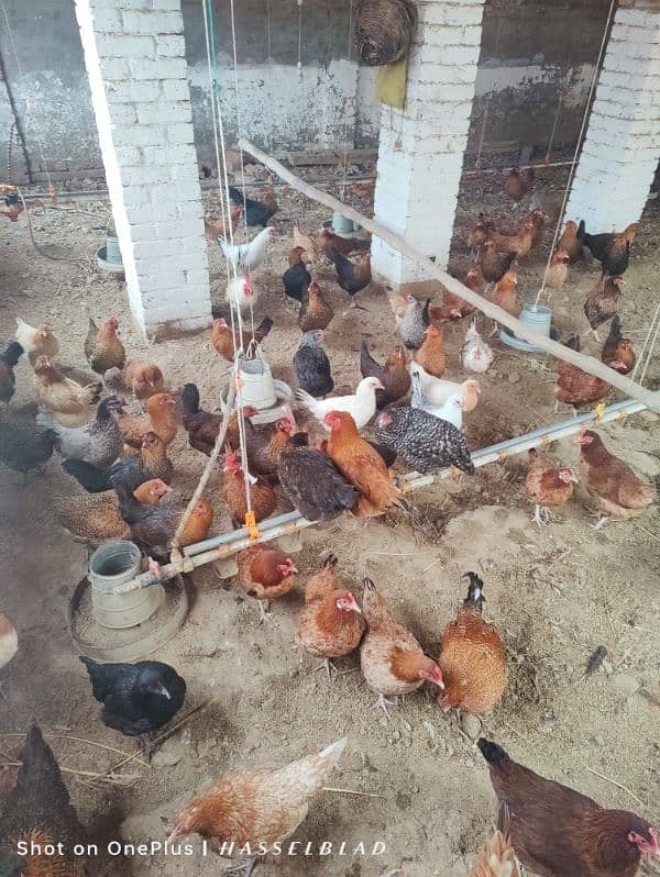 golden misri hens / egg laying hens / desi murghi on whole sale rate 2