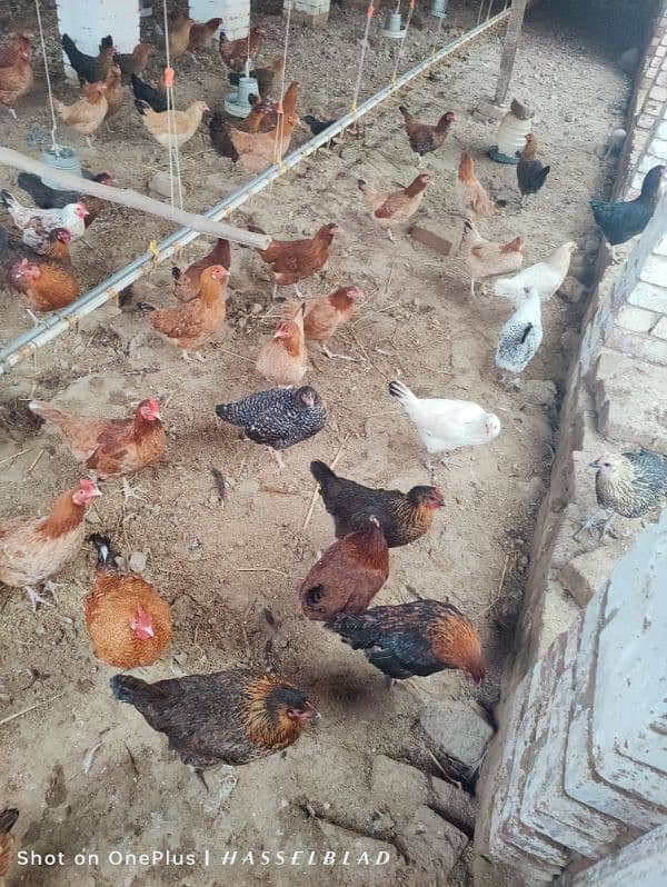 golden misri hens / egg laying hens / desi murghi on whole sale rate 3