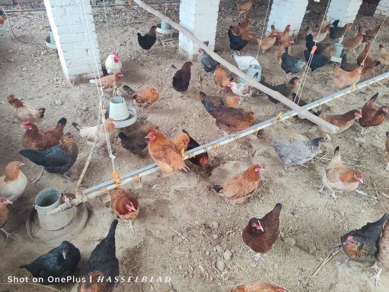 golden misri hens / egg laying hens / desi murghi on whole sale rate 4