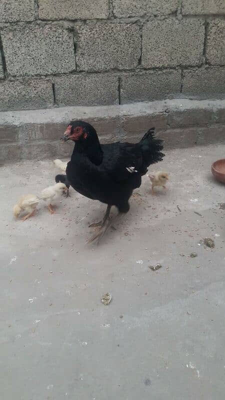 Aseel chicks 2