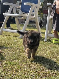 German Shepherd female pups