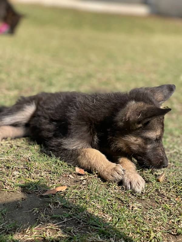 German Shepherd female pups 1