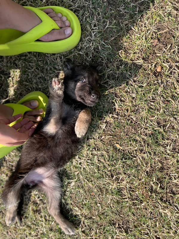 German Shepherd female pups 2