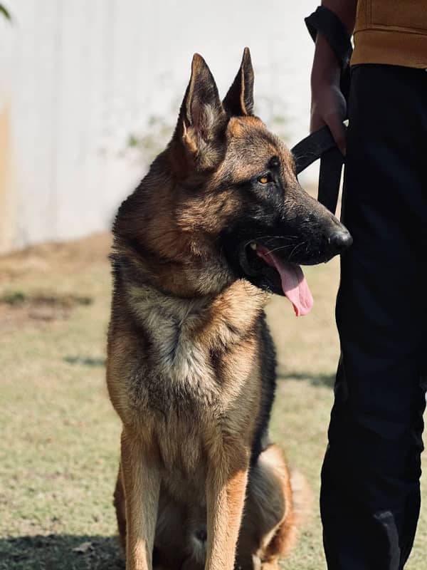 German Shepherd female pups 3