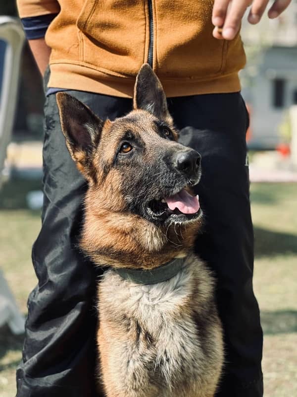 German Shepherd female pups 4