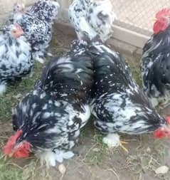 Molted bentum breader pair for sale