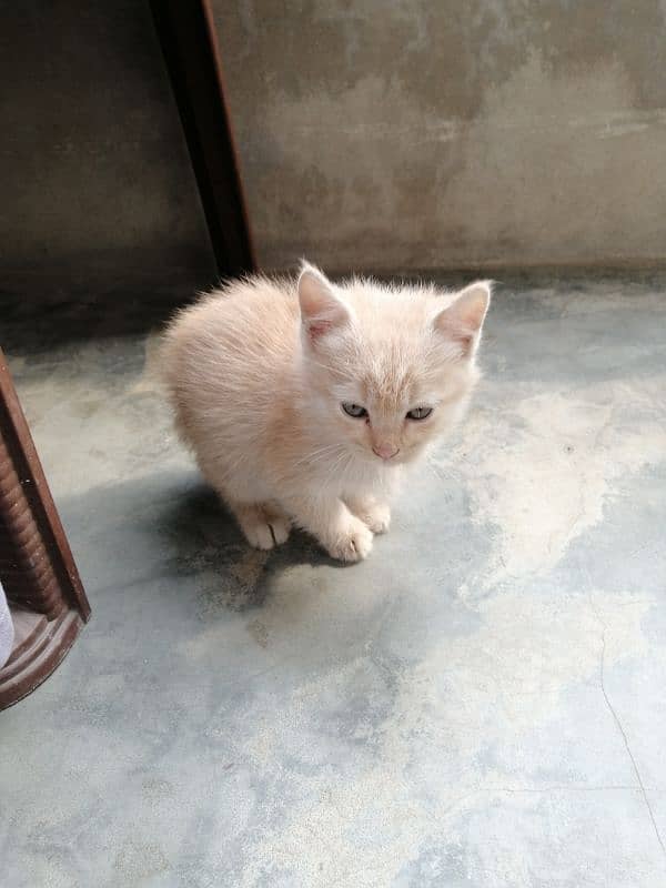 persian Cat /semi punch face/cute kittens /triple Coated /Cat for sale 3