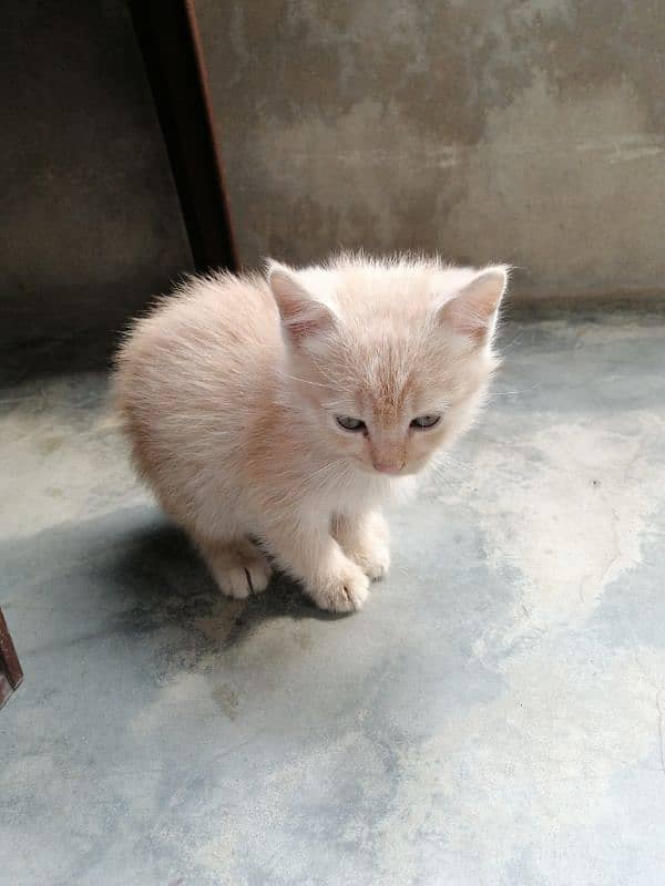 persian Cat /semi punch face/cute kittens /triple Coated /Cat for sale 5