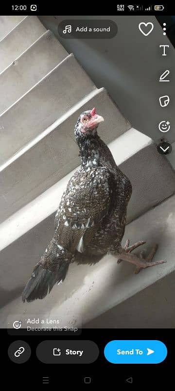 urgent sell home breed 2 hens 1