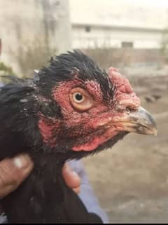 aseel hen for sale and exchange