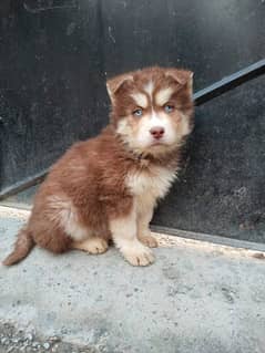 Husky Puppies - Blue Eyes & Thick Woolly Coat