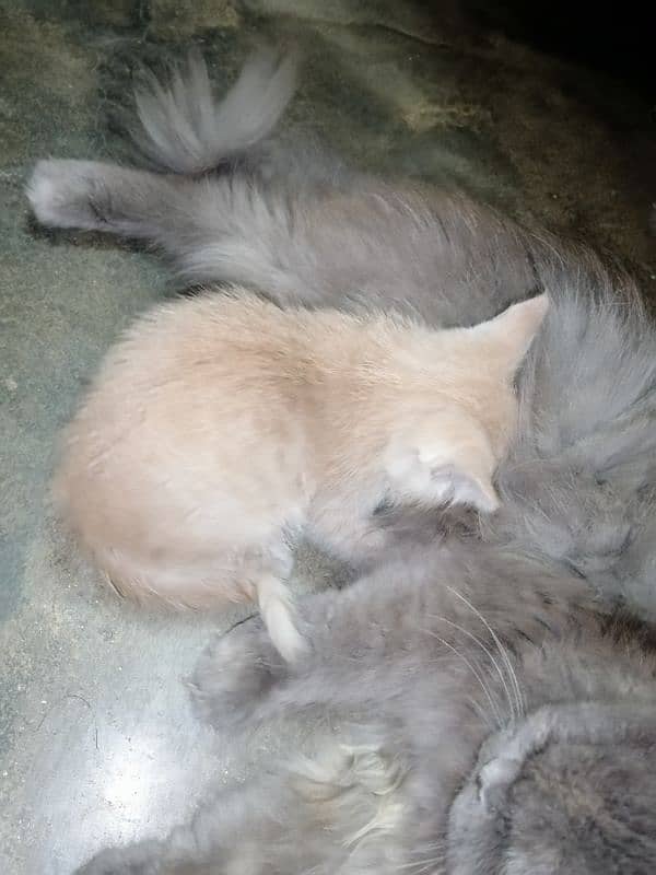 persian Cat /semi punch face/cute kittens /triple Coated /Cat for sale 8