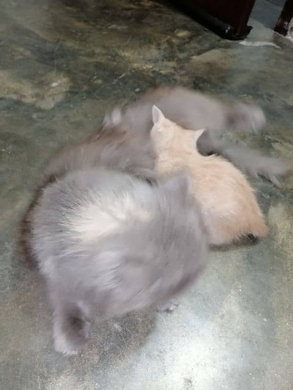 persian Cat /semi punch face/cute kittens /triple Coated /Cat for sale 9