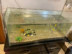 3 year old gold fish with aquarium 3*1 wth imported gravel