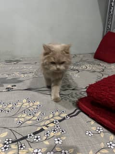 Persian brown female cat