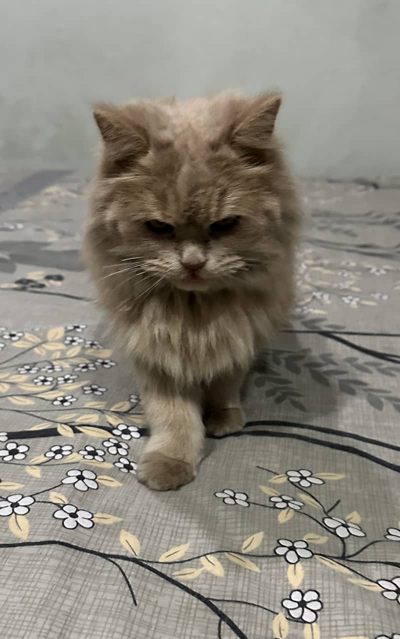 Persian brown female cat 2