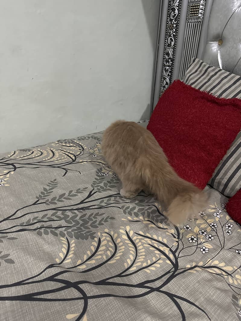 Persian brown female cat 4