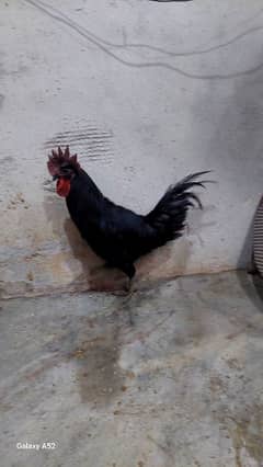 ayam cemani male for sale