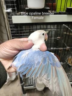 Blue Opaline female/Blue fisher split ino Mail & Chicks age 3m