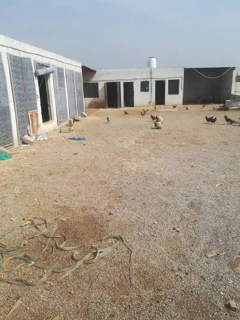 Poultry farm for urgent sale 0