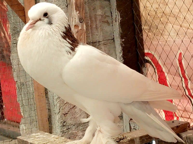 white magpie 10