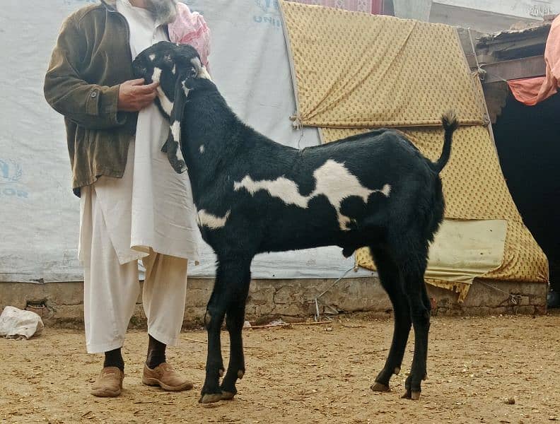 bakra breeder bakri pregnant 0