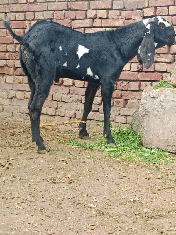 bakra breeder bakri pregnant 1