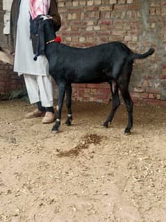 pregnant 3 months bkri bakri for sale