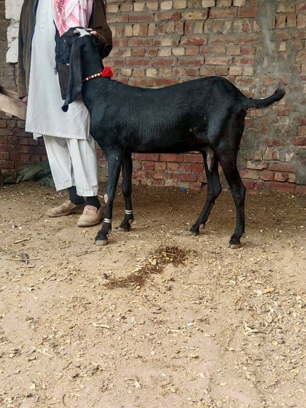 bakra breeder bakri pregnant 2