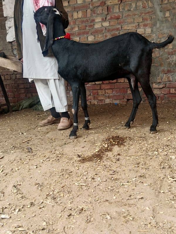 bakra breeder bakri pregnant 3