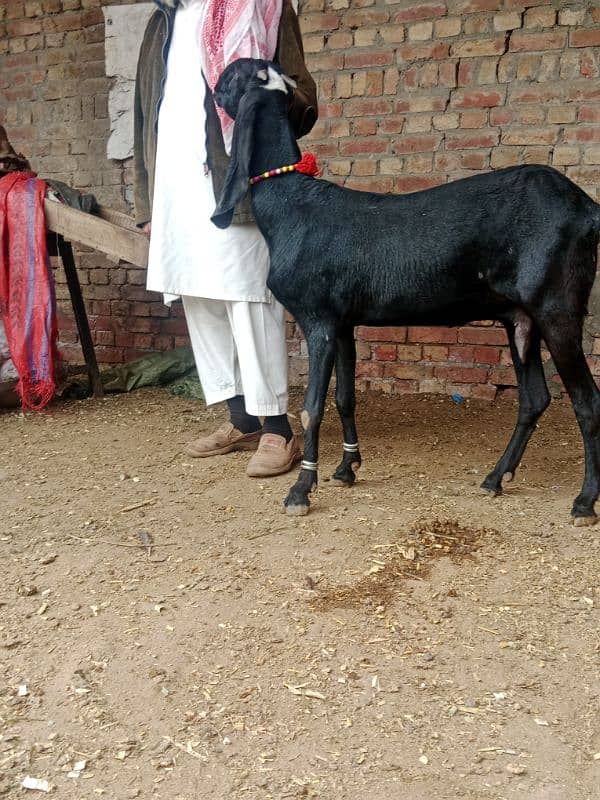 bakra breeder bakri pregnant 4