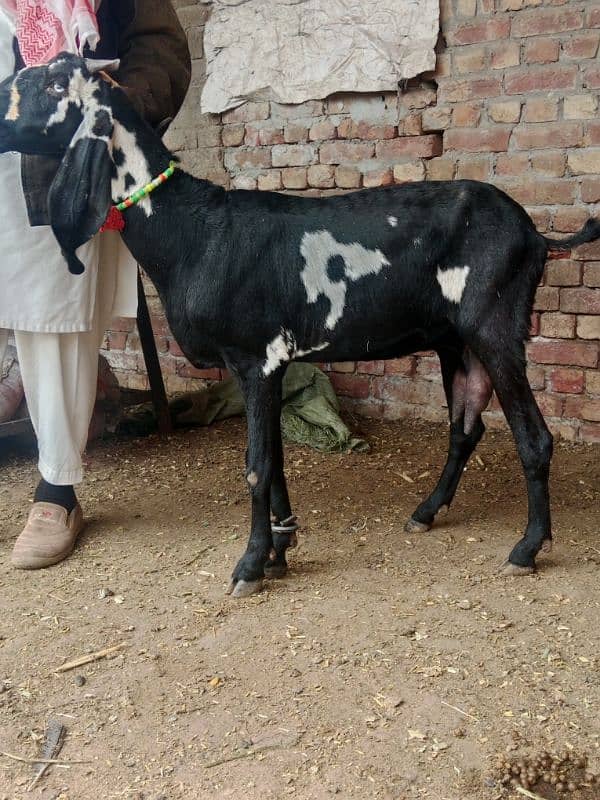 bakra breeder bakri pregnant 5