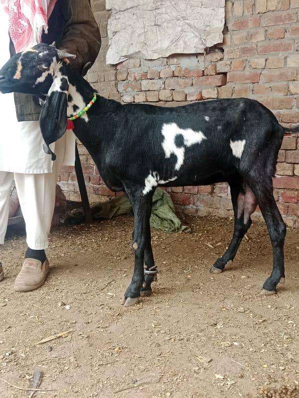 bakra breeder bakri pregnant 6