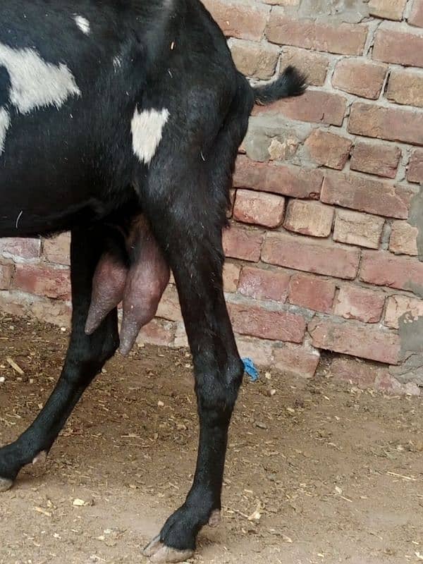 bakra breeder bakri pregnant 7