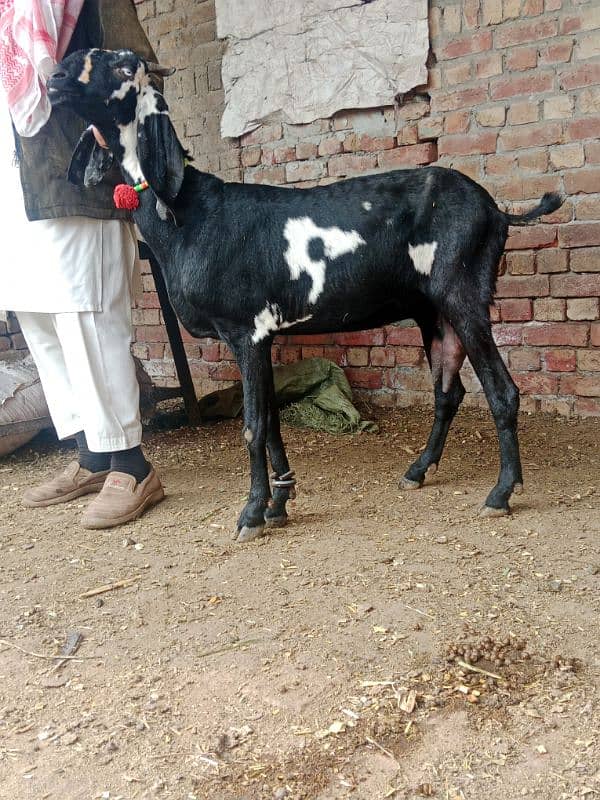 bakra breeder bakri pregnant 8