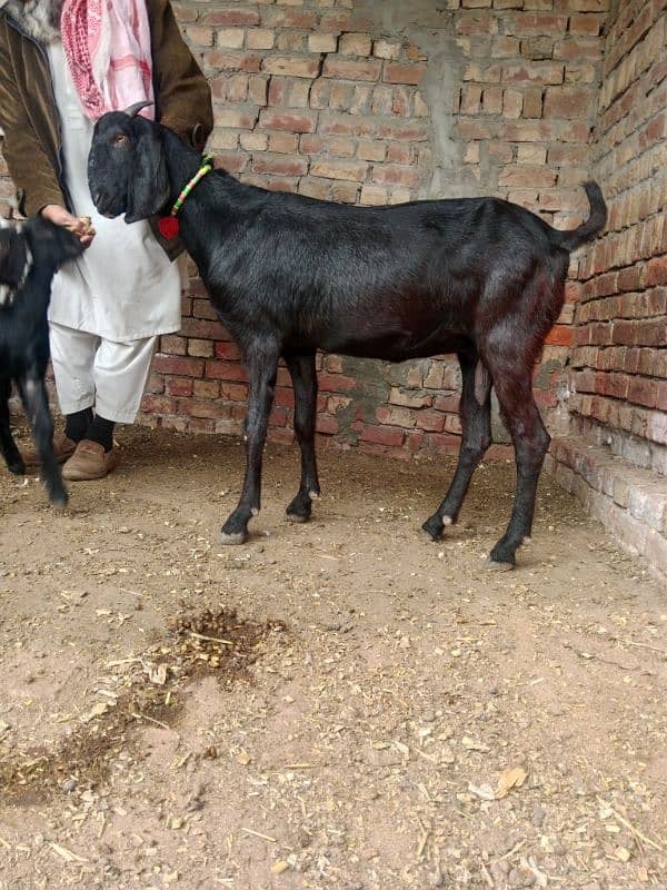 bakra breeder bakri pregnant 9