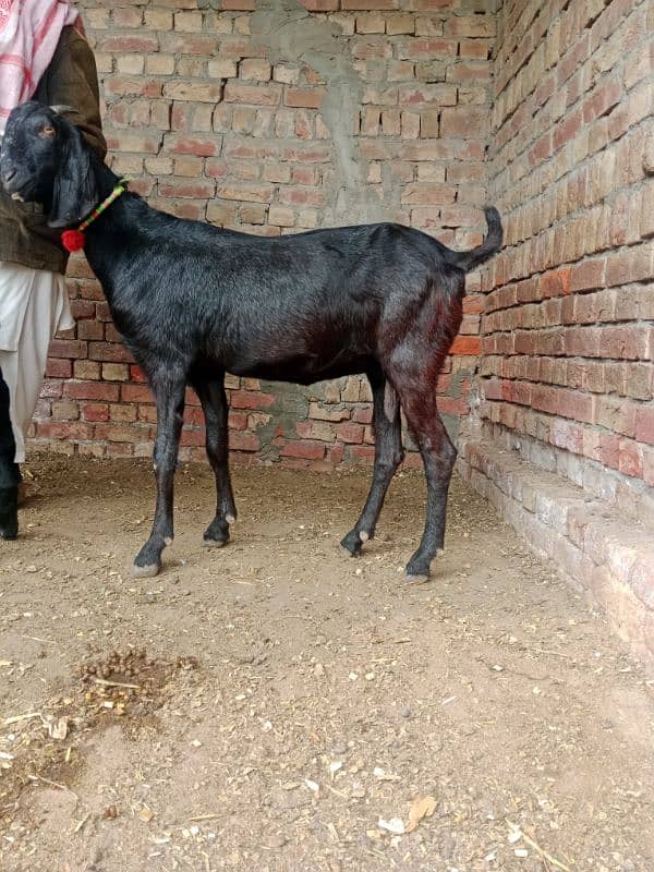 bakra breeder bakri pregnant 10