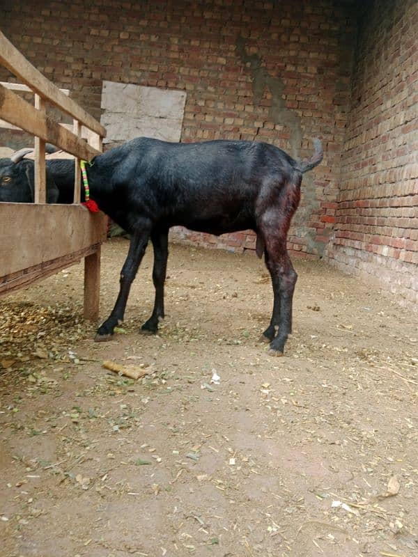 bakra breeder bakri pregnant 11