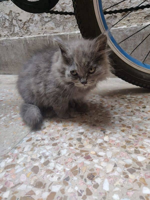 Persian double coated female kitten 0