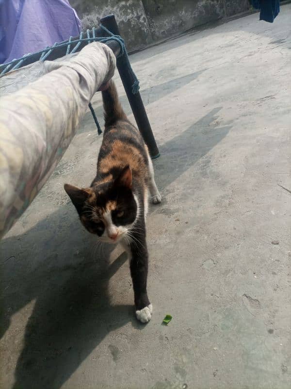 tamed streetcat for sale 0