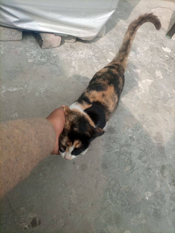 tamed streetcat for sale 1