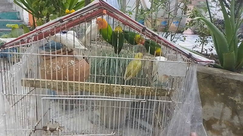 Sale Sale beautiful color in love bird in reasonable price 1