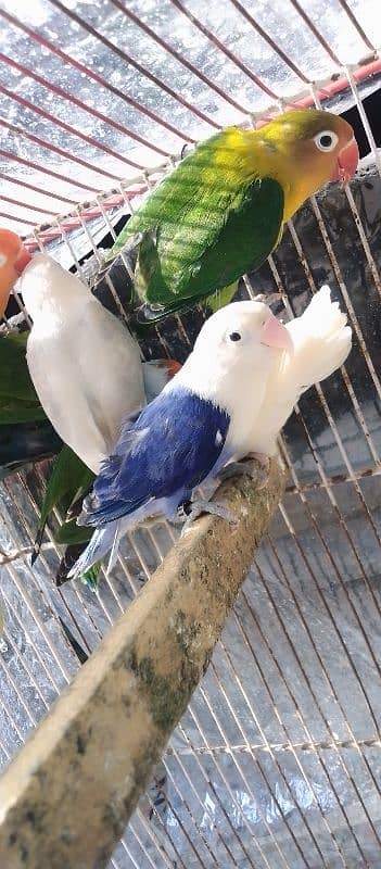 Sale Sale beautiful color in love bird in reasonable price 0