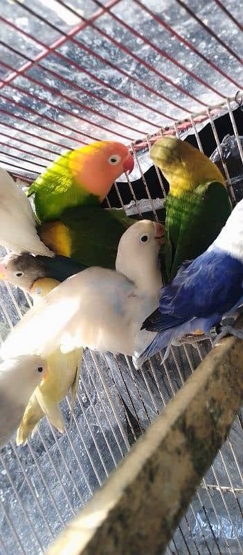 Sale Sale beautiful color in love bird in reasonable price 2