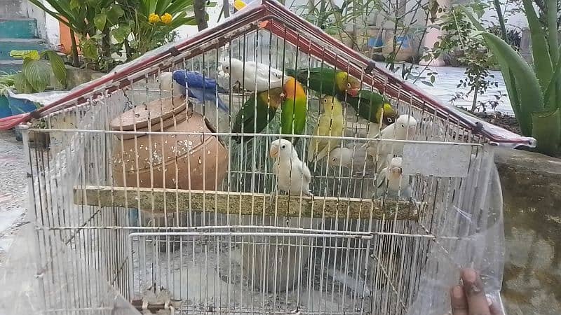 Sale Sale beautiful color in love bird in reasonable price 3