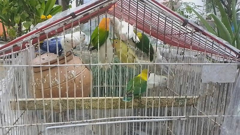 Sale Sale beautiful color in love bird in reasonable price 5