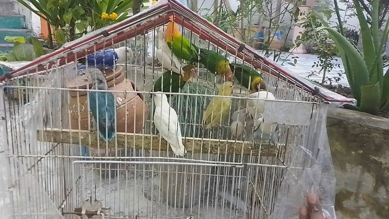 Sale Sale beautiful color in love bird in reasonable price 6