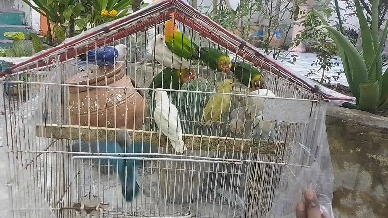 Sale Sale beautiful color in love bird in reasonable price 7